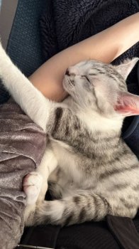 ラムちゃん