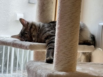 きゃりーちゃん