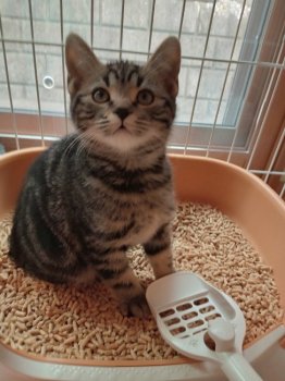 ラムネちゃんくん