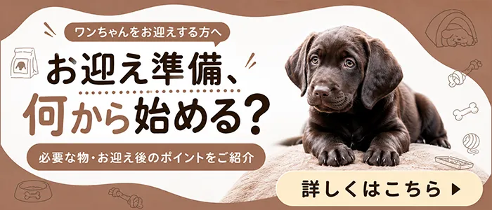 犬の里親募集】千葉県・ミニチュアダックスフンド(ロング)・ミニチュア